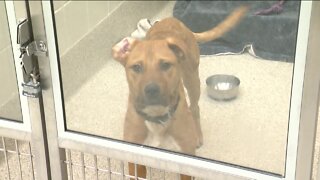 Nebraska Humane Society has donor-sponsored adoptions for dogs