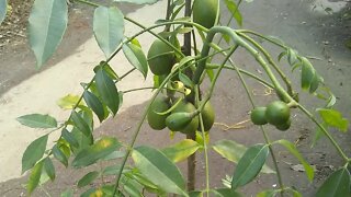 frutíferas produzindo em vasos a vanda em Niterói RJ vídeo 2