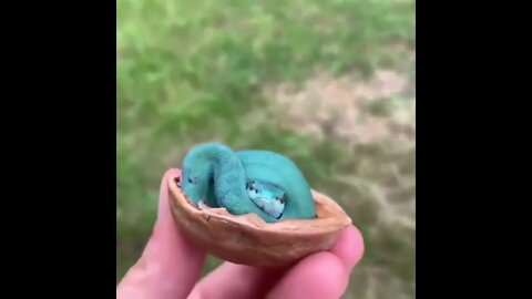 Bright Blue Snake