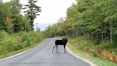 Guy has hilarious encounter with wild moose on the road