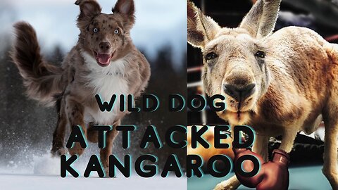 Wild Dog Encounter: Intense Moment as Kangaroo Faces Aggressive Attack