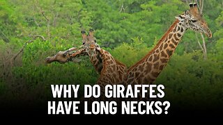 Why Do Giraffe Have Such a Long Neck?