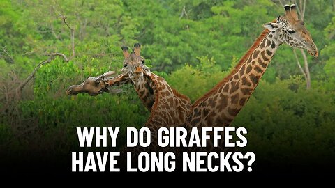 Why Do Giraffe Have Such a Long Neck?