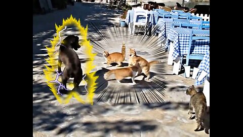 Dog vs 4 Cats | Crazy animals fight | Angry Cats | video #5
