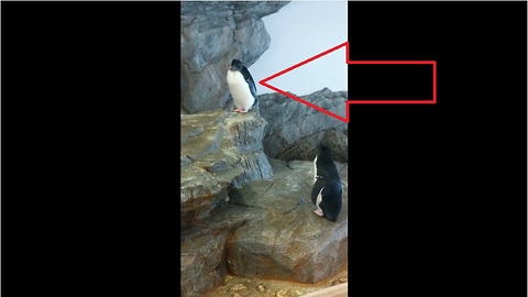 Shameless penguin proves it's not camera shy