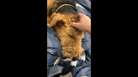 airedale terrier head scratches