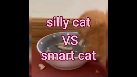 silly VS smart cat
