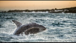 Shark Attack Victim Attacked by Lions on Way to Hospital