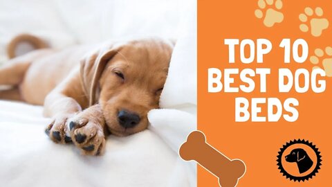 Beds to Ensure Your Dog Sleeps Sound | DOG PRODUCTS 🐶 Brooklyn's Corner