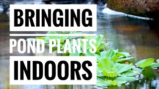 HOW TO BRING POND PLANTS INSIDE FOR THE WINTER. PREPPING POND PLANTS FOR COLD WEATHER 🥶🌿
