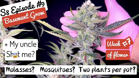 8 E9: HUGGGE NUGS, beautiful colors, bleached tips and the best cannabis. Week #7 of flower