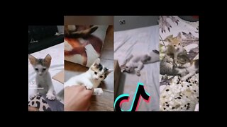 Tiktok Funny Kittens Fight - don't try to laugh 😂 - Cutest Kitten Compilation