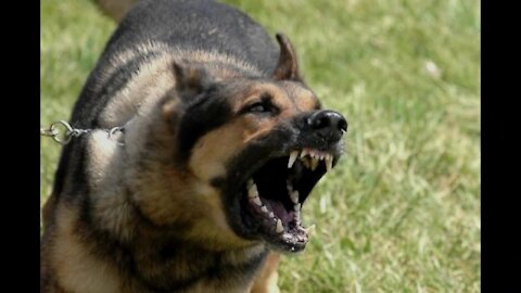 10 most dangerous dogs in the world
