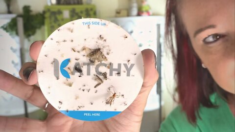 Katchy Insect Traps - 1 YEAR later.
