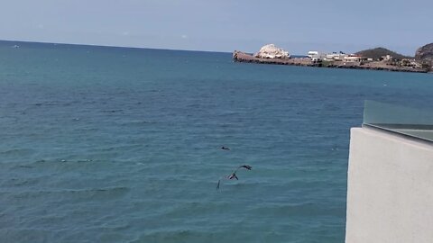 PELICANOS SAN CARLOS SONORA ESTADOS UNIDOS MEXICANOS