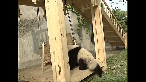 cute panda 🐼 playing on the slide