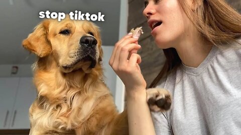 Trying Funny TikTok Trends On My Golden Retriever!