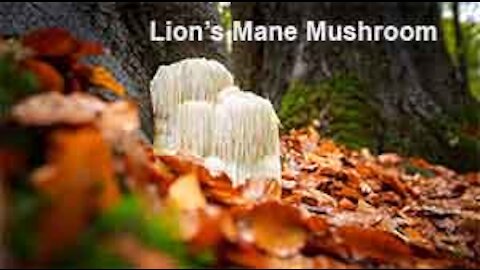 PFTTOT Part 162 Benefits of Lion's Mane Mushroom