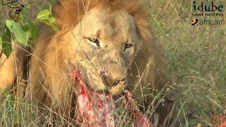 Lions Finish A Wildebeest They Caught Earlier