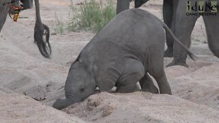 Elephant Calf Nosedives In The Sand: Cuteness Overload