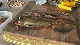 Found a Bullhead Inside a 6 Pound Channel Catfish While Processing It