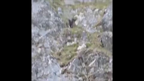 bear try to catch mountain goat