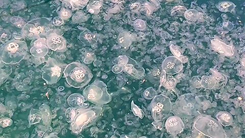 Jellyfish completely invade harbor in Istanbul, defying explanation