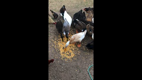 Feeding time for ducks