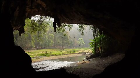 Cave Birds