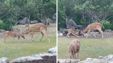 Fawn learns how to spar from his big brother