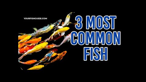 The 3 Most Common Fish In The Ocean | YourFishGuide.com