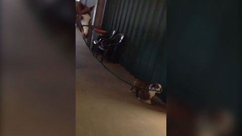 Bossy Bulldog Takes Her Horse Best Friend By The Rope To Lead Him On A Walk