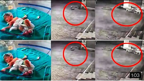 Caught on cam- Stray dogs 'rescue' newborn girl dumped in sewage drain
