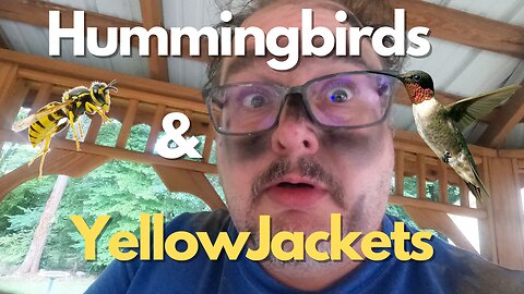 Hummingbirds and YellowJackets!