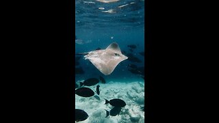 Snorkeling in Maldives