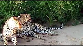 WILDlife: Pairing Leopards