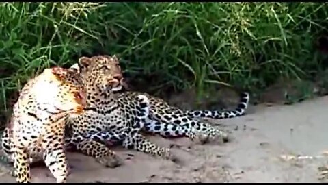 WILDlife: Pairing Leopards