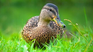 Mallard Duck Hens Eating Grass and Loving It