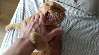 Ginger cat attacks its owner