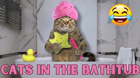Cats in the bathtub