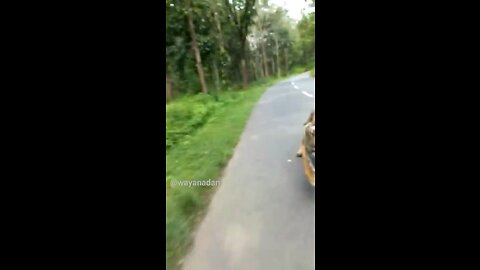 Tiger chases after motorcycle in rural India😨