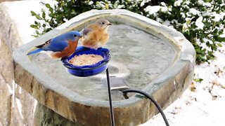 Bird Feeding In The Polar Vortex Bluebirds Chickadees Blue Jays Woodpeckers Cardinals & More!