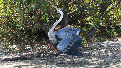 A Great Blue Heron Protecting Its Territory.