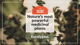 Nature's most powerful medicinal plants: Eucalyptus