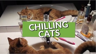This Collection Of Cats Chilling Is Why You Love These Pets!