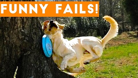 TRY NOT to LAUGH Animals FUNNY PET FAILS Compilation