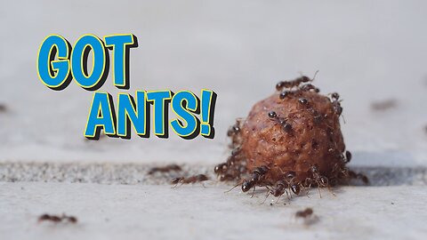 Got Ants? Call Crystal Pest Control Today! 🐜🐜🐜🐜