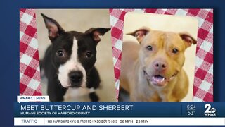 Buttercup and Sherbert the dogs are up for adoption at the Humane Society of Harford County