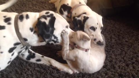 Kitten antagonizes extremely patient Dalmatian couple