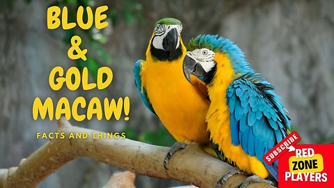 Blue and Gold macaw interesting facts and things